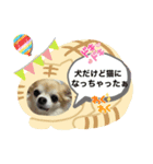 愛犬！チロルスタンプ（個別スタンプ：7）