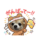 愛犬！チロルスタンプ（個別スタンプ：8）