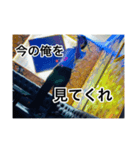 ワシの誕生日5月4日やで〜。（個別スタンプ：2）