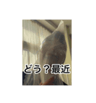 ワシの誕生日5月4日やで〜。（個別スタンプ：3）