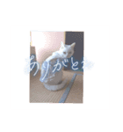 ハジ＆ジジタンの新生活➀（個別スタンプ：6）