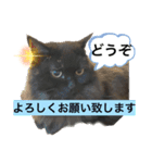 黒猫 ルナ院長62にゃんめ（個別スタンプ：6）