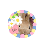 ネザーランド・ドワーフ さくらのスタンプ（個別スタンプ：11）