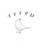 【敬語】白文鳥のスタンプ（個別スタンプ：1）