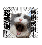 もふもふ猫スタンプ5 withネコランド家（個別スタンプ：2）