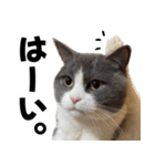 もふもふ猫スタンプ5 withネコランド家（個別スタンプ：4）