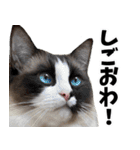 もふもふ猫スタンプ5 withネコランド家（個別スタンプ：6）