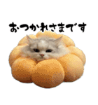 もふもふ猫スタンプ5 withネコランド家（個別スタンプ：7）