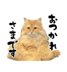 もふもふ猫スタンプ5 withネコランド家（個別スタンプ：8）