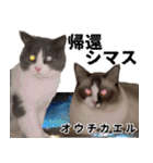 もふもふ猫スタンプ5 withネコランド家（個別スタンプ：9）
