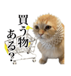 もふもふ猫スタンプ5 withネコランド家（個別スタンプ：10）