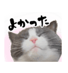 もふもふ猫スタンプ5 withネコランド家（個別スタンプ：13）