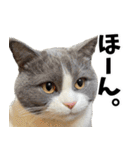 もふもふ猫スタンプ5 withネコランド家（個別スタンプ：14）