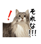 もふもふ猫スタンプ5 withネコランド家（個別スタンプ：16）