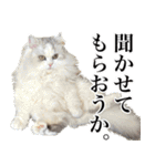 もふもふ猫スタンプ5 withネコランド家（個別スタンプ：19）