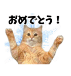 もふもふ猫スタンプ5 withネコランド家（個別スタンプ：21）