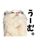 もふもふ猫スタンプ5 withネコランド家（個別スタンプ：30）