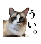 もふもふ猫スタンプ5 withネコランド家（個別スタンプ：34）