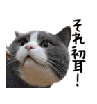 もふもふ猫スタンプ5 withネコランド家（個別スタンプ：35）