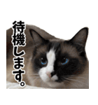 もふもふ猫スタンプ5 withネコランド家（個別スタンプ：36）