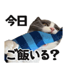 もふもふ猫スタンプ5 withネコランド家（個別スタンプ：37）