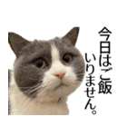 もふもふ猫スタンプ5 withネコランド家（個別スタンプ：38）