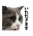 もふもふ猫スタンプ5 withネコランド家（個別スタンプ：39）