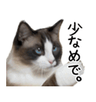 もふもふ猫スタンプ5 withネコランド家（個別スタンプ：40）