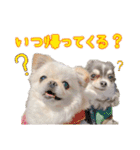 ソラカイと時々しま男（個別スタンプ：8）