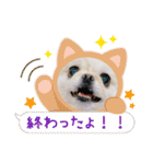 ソラカイと時々しま男（個別スタンプ：15）