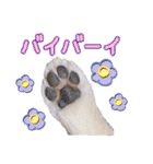 ソラカイと時々しま男（個別スタンプ：29）