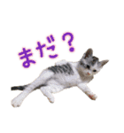 ソラカイと時々しま男（個別スタンプ：33）