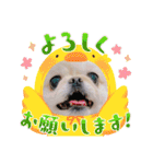 ソラカイと時々しま男（個別スタンプ：37）