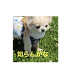 ししまるLOVE（個別スタンプ：4）