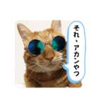 なつめ The orange tabby 2（個別スタンプ：1）