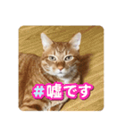 なつめ The orange tabby 2（個別スタンプ：2）