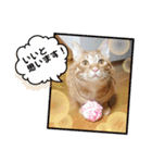 なつめ The orange tabby 2（個別スタンプ：3）