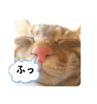 なつめ The orange tabby 2（個別スタンプ：4）