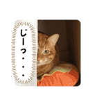 なつめ The orange tabby 2（個別スタンプ：5）