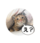 なつめ The orange tabby 2（個別スタンプ：6）