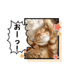 なつめ The orange tabby 2（個別スタンプ：7）