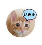 なつめ The orange tabby 2（個別スタンプ：8）