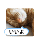 なつめ The orange tabby 2（個別スタンプ：12）