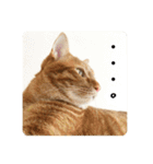 なつめ The orange tabby 2（個別スタンプ：13）