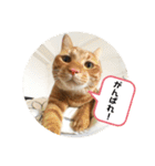 なつめ The orange tabby 2（個別スタンプ：15）