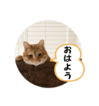 なつめ The orange tabby 2（個別スタンプ：16）