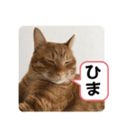 なつめ The orange tabby 2（個別スタンプ：17）