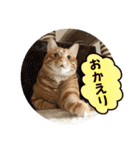 なつめ The orange tabby 2（個別スタンプ：18）