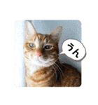 なつめ The orange tabby 2（個別スタンプ：19）