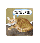 なつめ The orange tabby 2（個別スタンプ：21）
